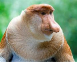 Monke Men Studios