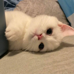>ᴗ<
