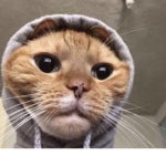 <CaT cAt>