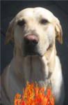Marley Fan Club Fire