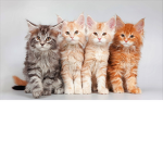 The Kitty Catty Gang