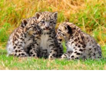THE LEOPARD GROUP!