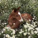 ~.* Clover Equestrian Club .*~