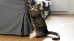 cats that scratches couches