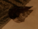 Anime six paths
