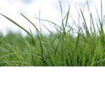 GRASS GROUP CLUB