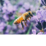 Kindom Of Beez!