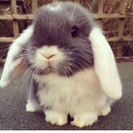 -bunnies- <3