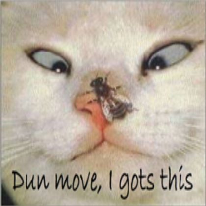 Sun's Funny Cat Pics #11 Roblox decal