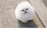DOG CUTE DOG