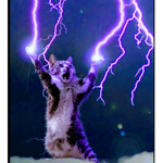 Lord cats