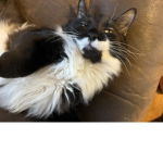 Cat fan group page