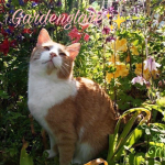 Garden glare