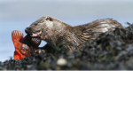 Mull group