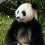 i like pandas and cats and pandas