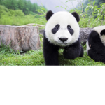 Panda Cubs Club