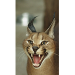 Cougar sqaud