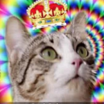 Kitekat Армия