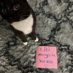lili's kitty kingdom