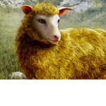 The gold sheep clan