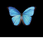 B Butterflys