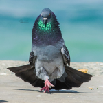 Pigeons n Chickens