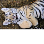 Tiger grrrrr