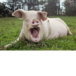 PiggyStudios