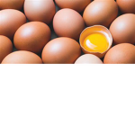 raw EGG