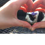 Lil guinea’s <3