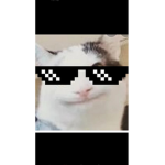 Piegon Gang.