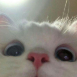 ⁎˃ᆺ˂⁎