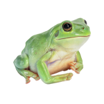 The Frog Gangz