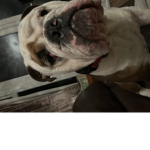 NeverEverFartFrankieDoggy