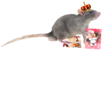 Rat_Colony