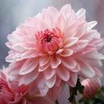 Princess soft pink