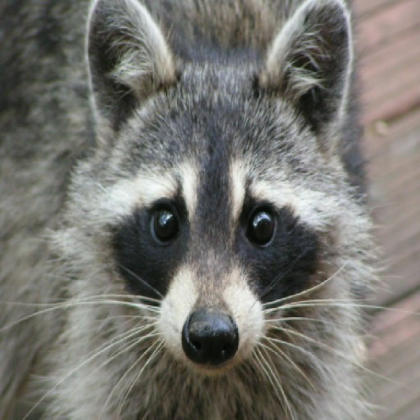 Cute Racoon Roblox decal