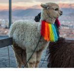 The llama lamas