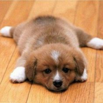 FunPug