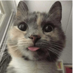 My Cat Earth Society
