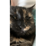 Catintherat