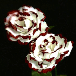 🌹
