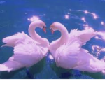Graceful swans