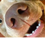 Epic dog studios .