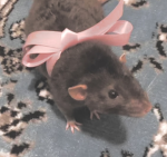 Bella's Rat Group!