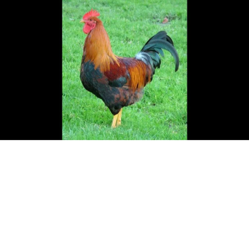 rooster in my rari