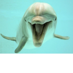 Mandem Clothing Co.