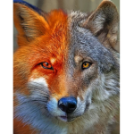 DarkWolf and RedFox
