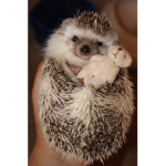 Hedgehog Aesthetic