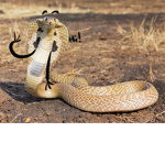 Official Snake